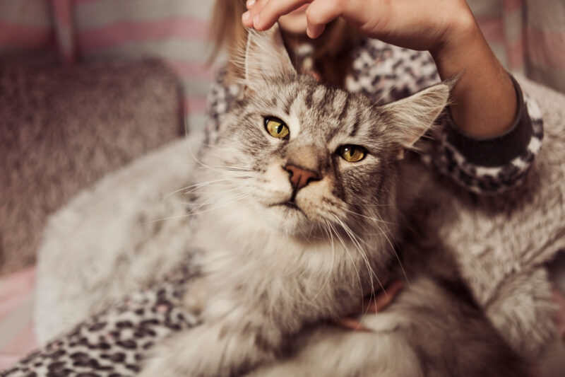 Cat Breeds That Don’t Shed: 15 Beautiful Cats That Keep Fur Around Your Home to a Minimum