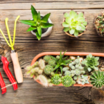 how to plant succulents