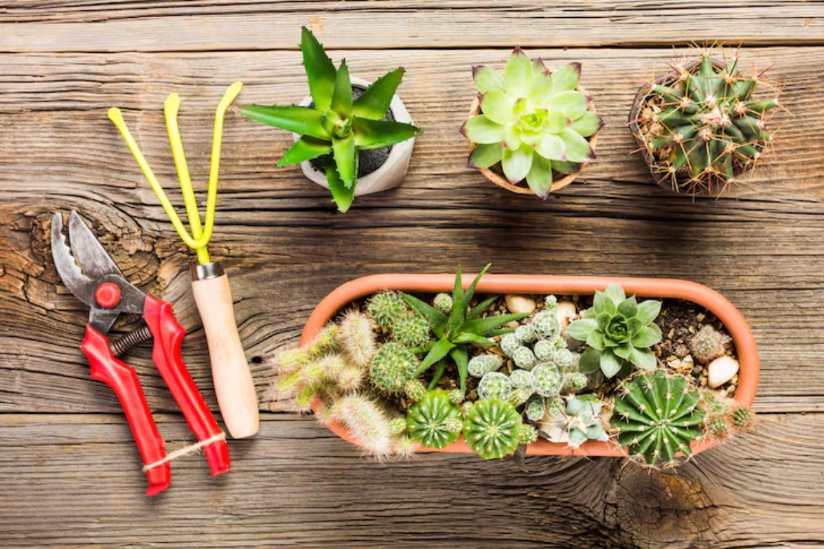 how to plant succulents