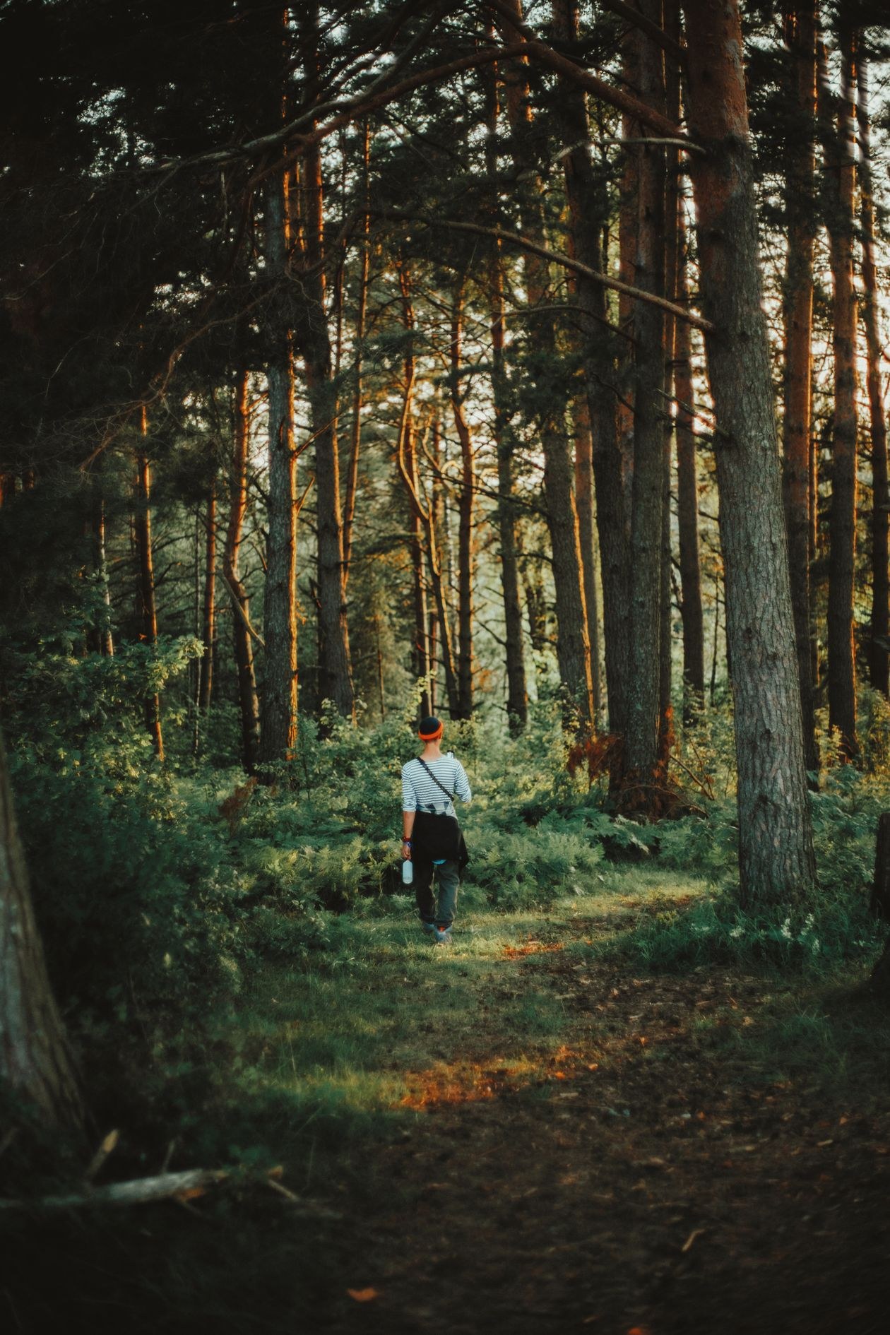 A person walking through a peaceful, sunlit forest path, surrounded by tall trees